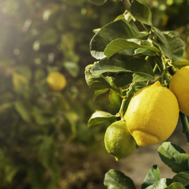 Bunch of fresh ripe lemons on a lemon tree branch in sunny garden.